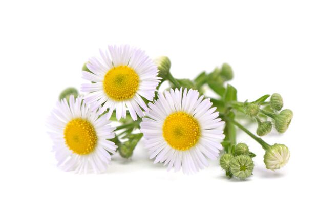 Rand Fungeent Rand contains chamomile extract