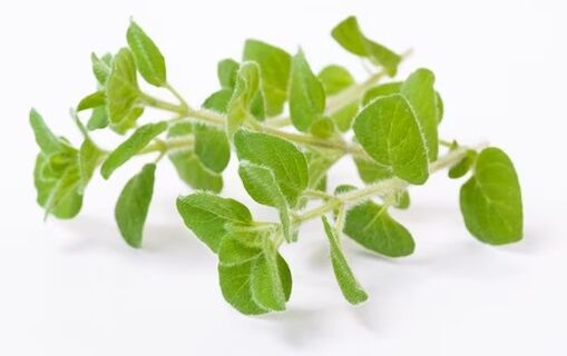 Rand Fungent Rand contains oregano oil